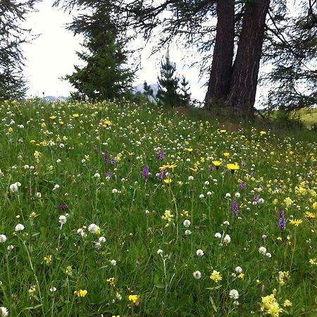 Ciasa Wallis Badia  Exteriör bild