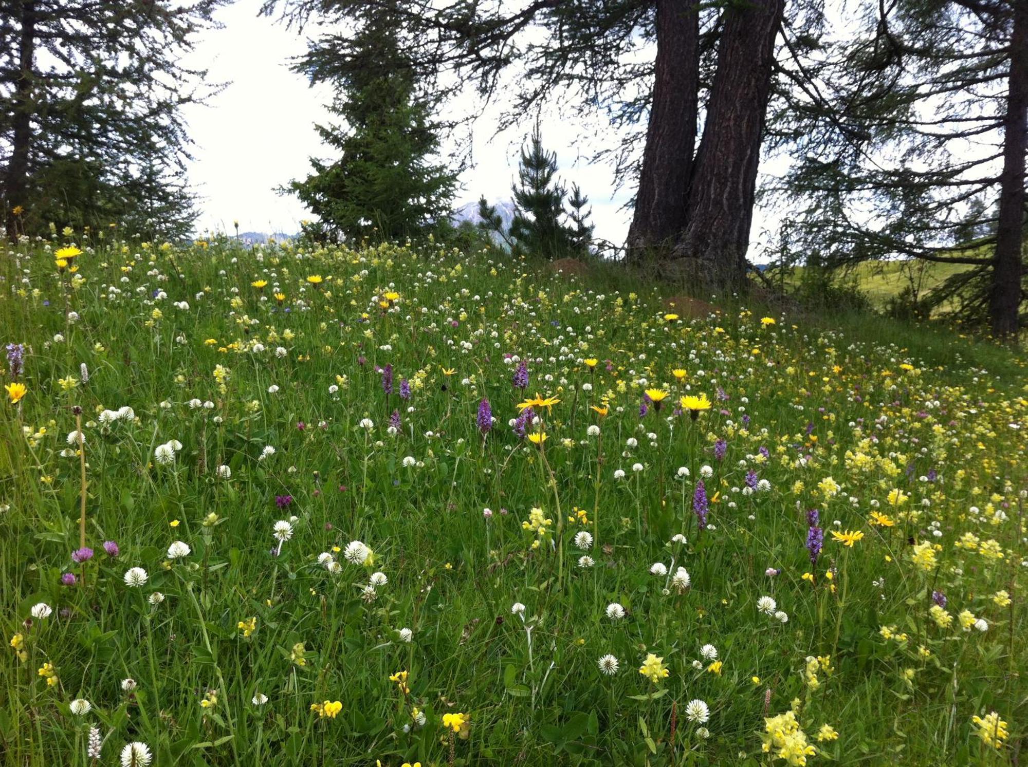 Ciasa Wallis Badia  Exteriör bild